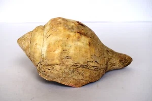 Antico tempio indù corona bianca sporca conchiglia conchiglia tromba Horagi Shankh "F6 - Foto 1 di 10