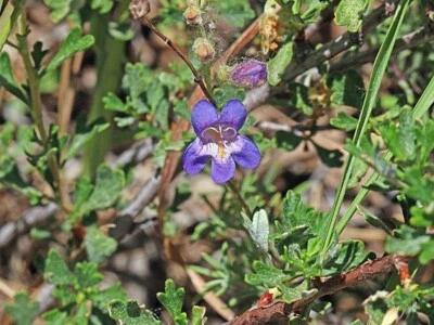 Penstemon abietinus | Lengua barba hoja de abeto | 10 semillas Foto 1 de 4