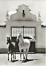 Arabian horse, UAK foaled 1955 and foal BAYJALAG, black and white postcard