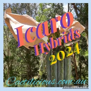 Cactus      Icaro Hybrid Pack.    150+ Seeds.      2024    Cacti Seeds - Picture 1 of 1