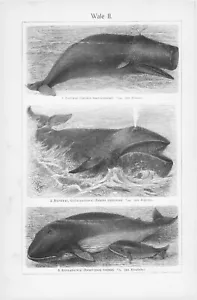 1905 WHALES SPERM NARWAL DUGONG BALEEN MINKE ENGRAVING ILLUSTRATION PRINT 2 Pgs - Picture 1 of 4