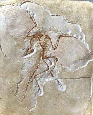 Archaeopteryx - Berlin Specimen - Fossil Replica - Bild 1 von 4