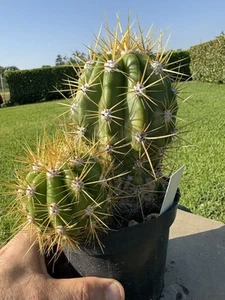 Cereus Candicans Cactus - Foto 1 di 9