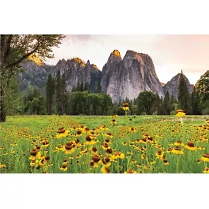 Yosemite Valley Sonnenblumen, Wildblumen auf den Wiesen, Yosemite Nationalpark - Bild 1 von 5