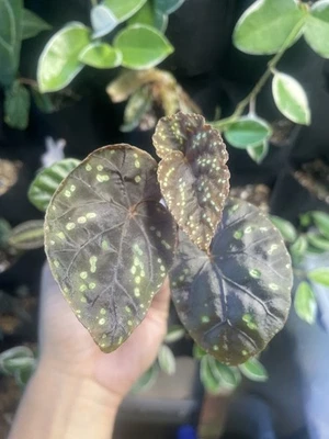 Undescribed Begonia Species From Thailand Grown From Self Pollinated Genetics - Image 1 of 2