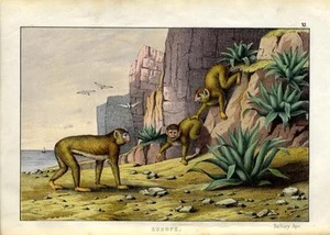 1860 Lehrbilderbuch HC LITHOGRAPHIE Barbarenmakaken - Bild 1 von 3