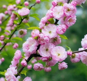 Pink Flowering Almond Shrub/Bush - 6-12" Tall Live Plant, 4" Pot, Prunus triloba - Picture 1 of 8