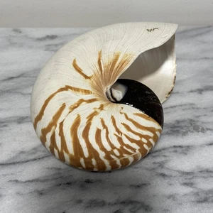 NAUTILUS Muschel Tiger Vollmuschel Muschel 6" Kammer schön lesen - Bild 1 von 17