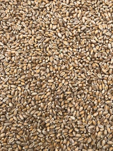 25 kg Futterweizen TOP gerreinigt! Weizen Futtergetreide Körnerkissen aus Bayern - Bild 1 von 2