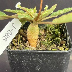 1.3-1.6cm RareSucculent Plant Euphorbia fishbone Caudex Boutique Random - Picture 1 of 7
