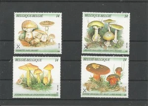 Funghi del Belgio - Foto 1 di 1