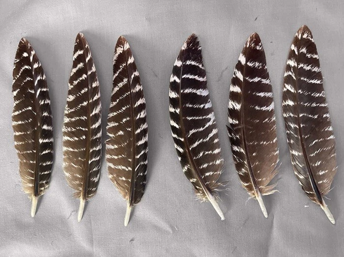 12 - Plumas para pulgar de pavo salvaje grado #1 Foto 1 de 1