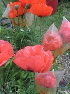 Peach Pink Oriental Poppy :70+ Seeds : Papaver orientale : Pizzicato - Picture 1 of 4