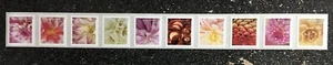 2025USA Forever Dahlias - Coil Strip of 10 Mint flowers - Picture 1 of 1