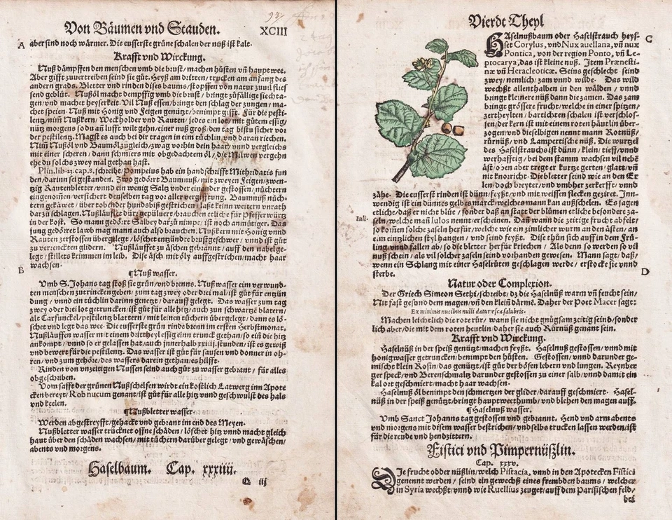 Hazelnut Walnuts Nut Tree Herb Book Herbs Herbal Botany Lonitzer 1564 - Image 1 of 1