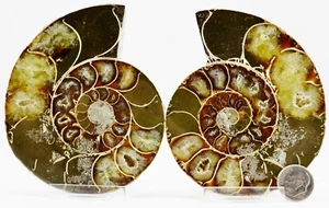 Large Ammonite Pair Multi Color Crystals 96mm 110myo Dinosaur age 3.8" e4865xx - Picture 1 of 6