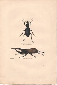 Stampa antica INSETTI COLEOTTERI Scarabaeus Hercules 1850 Antique print insecta - Imagen 1 de 1