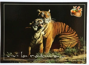 Postkarte 2 Tiger im Tierpark Bussolengo (Verona) - Bild 1 von 2