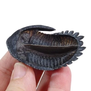 TRILOBITE Hollardops burtandmimiae - Imagen 1 de 6