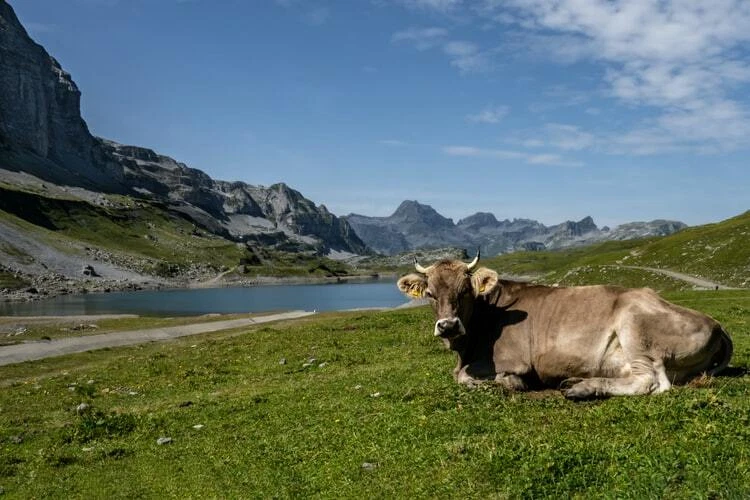 Cow at Mountain Lake Photo Picture Poster Print Cattle Bull Dairy Animal Swiss  - Image 1 of 1