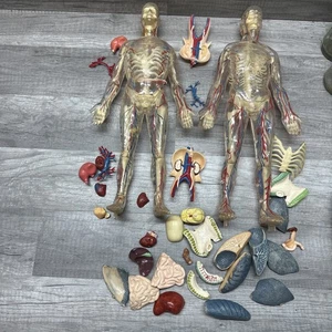 Vintage 15 Zoll großes Modell des menschlichen Körpers Teile Stücke interaktiv - Bild 1 von 9