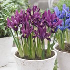 10 Iris J.S. Dijt Reticulata Purple Spring Flower Bulbs Hardy Perennial Plant
