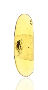 Chironomidae (Midge), Fossil insect inclusion in Burmese Amber - Picture 1 of 3