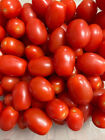 Grains de tomate de raisin