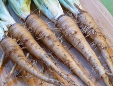 Mammoth sandwich island salsify 50 seeds * Non GMO* Oyster Plant E76