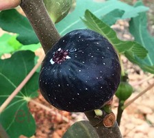 'Susak' Fig cutting (2) Turkish common variety