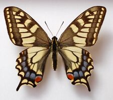 Papilio machaon sachalensis ( female) from South saghalien Island Ussr
