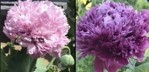500 Seed Poppy, Lilac & Purple Mixed Seeds+Seeds+FREE MIXED PINCUSHION🎁 - Picture 1 of 11