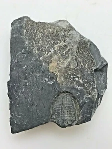 ANCIENT KING TRILOBITE FOSSIL - FOSSILIZED ON SLICED PLATE / PIECE - KT2 - Picture 1 of 8