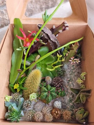 Cacti Cuttings Cactus  Succulent Collectors Echinopsis Euphorbia Pack Mix Jun - image 1 of 4