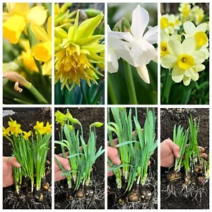 Narcissus 30 Mixed daffodil bulbs ACTIVELY GROWING Spring flowering Bulb Garden - Picture 1 of 15