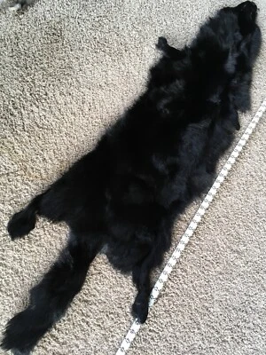 Ranch Arctic Blue Fox Pelt Tanned Parka Trim Canada Super Goose Warm Fur Pelt   - Image 1 of 4