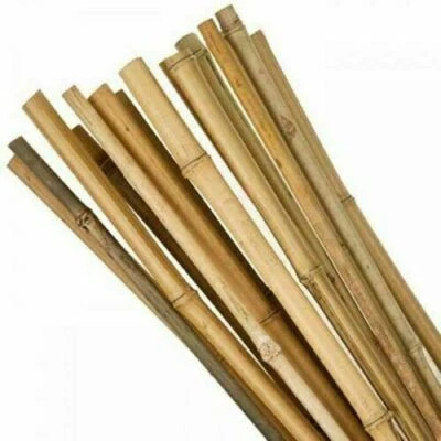 8ft Heavy Duty Bamboo Plant Support Garden Canes Bamboo Sticks Poles Pack Of 10 - Image 1 of 4