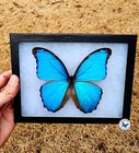 Real Framed "Second Quality" Blue Morpho Didius Butterfly - 8x6 Riker Mount