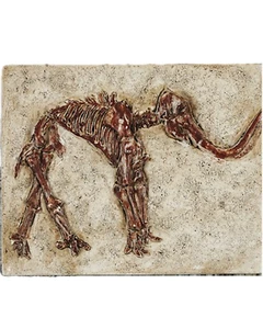 mammoth Fossil Prehistoric Fridge Magnet Handcrafted In Resin W/A MAMFMAG - Picture 1 of 3