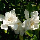 Southern Living Plant Jubilation Gardenia Live Shrub White Fragrant Bloom 2.5 Qt