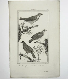 Moineau franc, Soulcie et le Père Noir Gravure Oiseau 1800 Vauthier et Massard - Picture 1 of 2