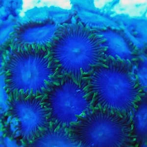 Smurf Blood Zoa - Picture 1 of 5