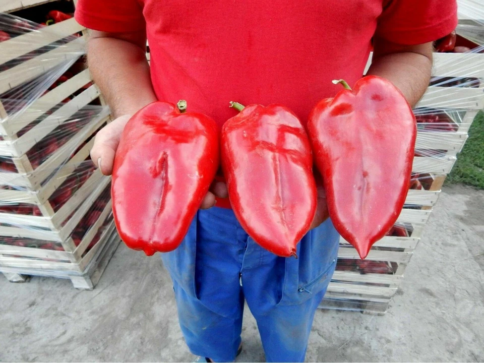 25 graines POIVRON GÉANT OREILLE ÉLÉPHANT ROUGE DE SERBE + HOMMAGE - Photo 1/3