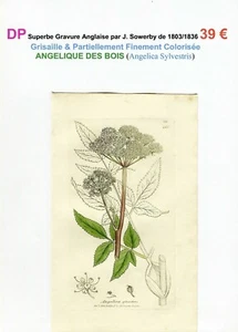 XIX ème - ANGÉLIQUE DES BOIS (Angelica Sylvestris) Superbe Gravure de 1803/1836 - Picture 1 of 2