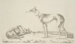F. MEYER (19.Jhd), Windhunde, um 1820, Lithographie Romantik Tiere 1800-1849 - Picture 1 of 5