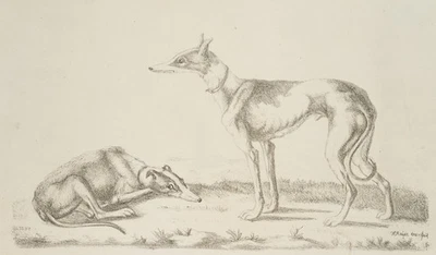 F. MEYER (19.Jhd), Windhunde, um 1820, Lithographie Romantik Tiere 1800-1849 - Bild 1 von 4