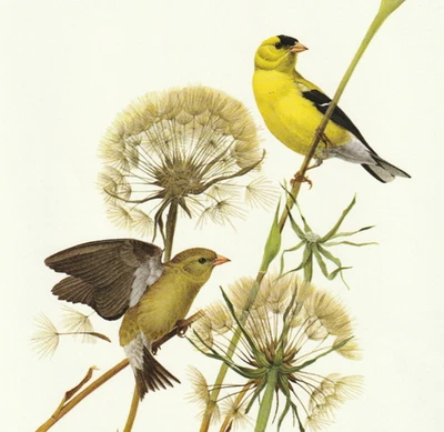 J F Lansdowne American Goldfinch. Vintage Art Print Book Plate 103. - Image 1 of 2
