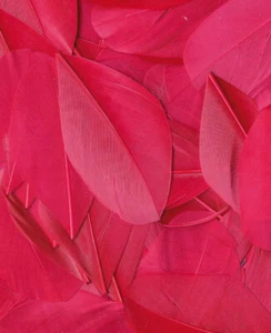 Plumas Fucsia - 6 Cm - Imagen 1 de 1