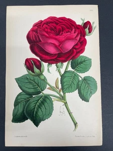 Botanicals, Roses, Antique Prints, James Andrews, Floral Magazine, 1866, #389 - Picture 1 of 1