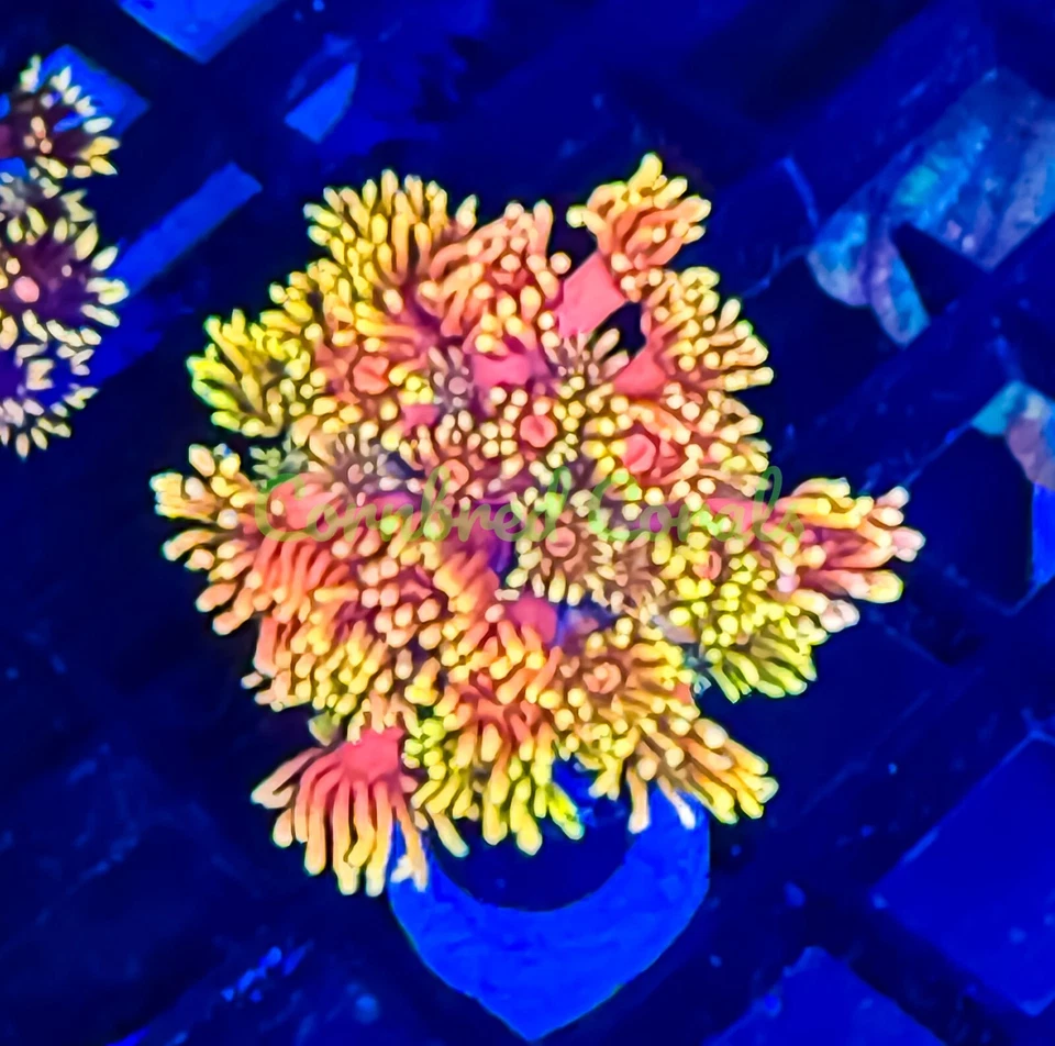 Cornbred's Solar Flare Goniopora - Frag - CORAL VIVO Foto 1 de 1